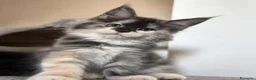 Maine Coon gatti in vendita: Maine Coon  a Provincia di Pavia - Annuncio 7