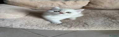Mochi 