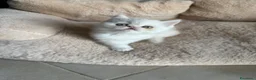 Exotic Shorthair gatti in vendita: Cuccioli exotic shorthair  - Annuncio 10