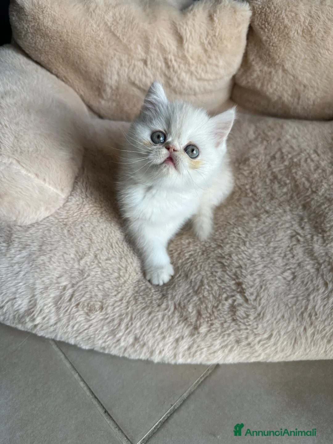 Exotic Shorthair gatti in vendita: Cuccioli exotic shorthair  - Annuncio 10