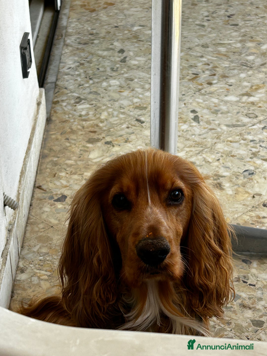 Cocker cani per accoppiamento: Cocker maschio per monta - Annuncio 7