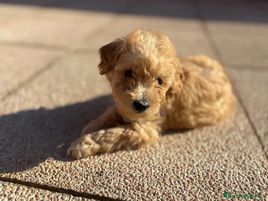 Barboncino cani in vendita: Barboncino nano  - Annuncio 2