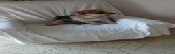 Meticcio cani in regalo: Razza Monkie a Provincia di Chieti - Annuncio 10
