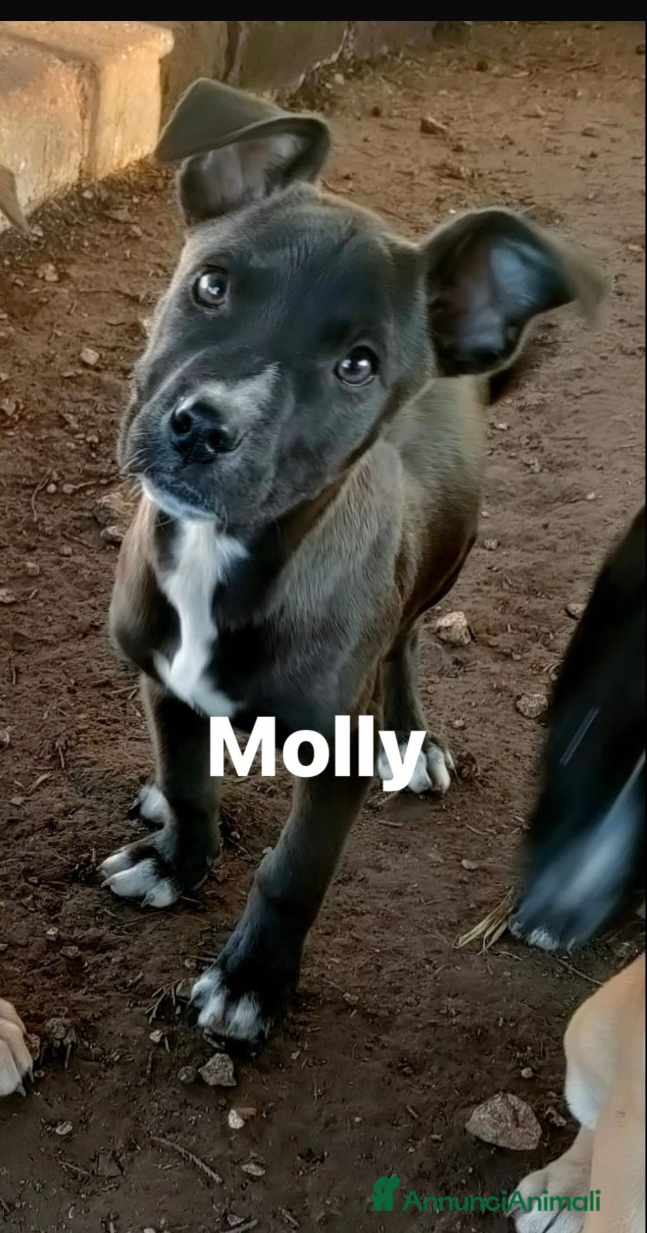 Pitbull cani Molly dolcissima cucciola di pitbull - Annuncio 13