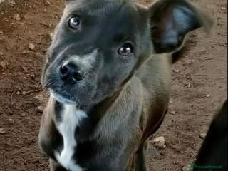 Pitbull cani Molly dolcissima cucciola di pitbull - Annuncio 13