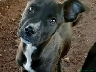 Pitbull cani Molly dolcissima cucciola di pitbull - Annuncio 19