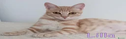 Europeo gatti in regalo: LILLA GATTINA STUPENDA - Annuncio 1
