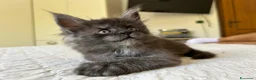 Maine Coon gatti in vendita: Maine Coon cucciolo pedigree ANFI - Annuncio 17
