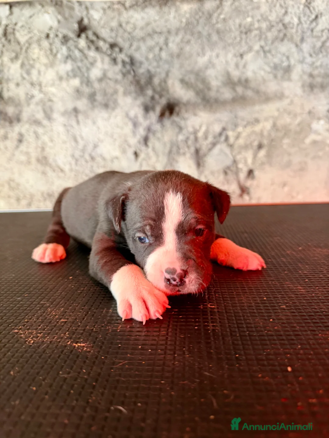 Pitbull cani in vendita: pitbull ukc black nose red nose blue nose - Annuncio 7