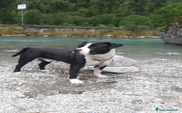 Altre razze cani in regalo: Amtaff cerca casa - Immagine 1