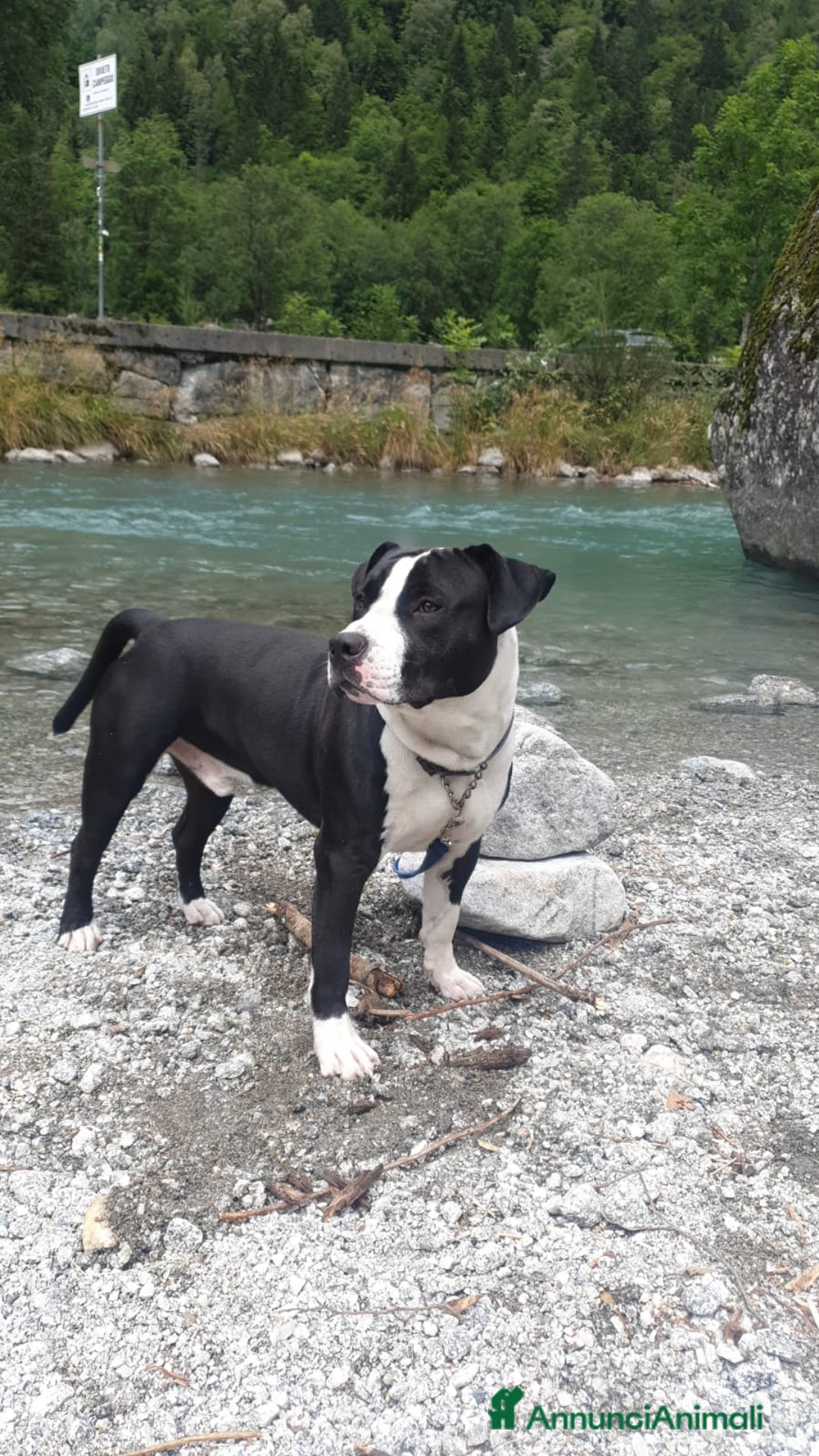 Altre razze cani in regalo: Amtaff cerca casa - Immagine 1