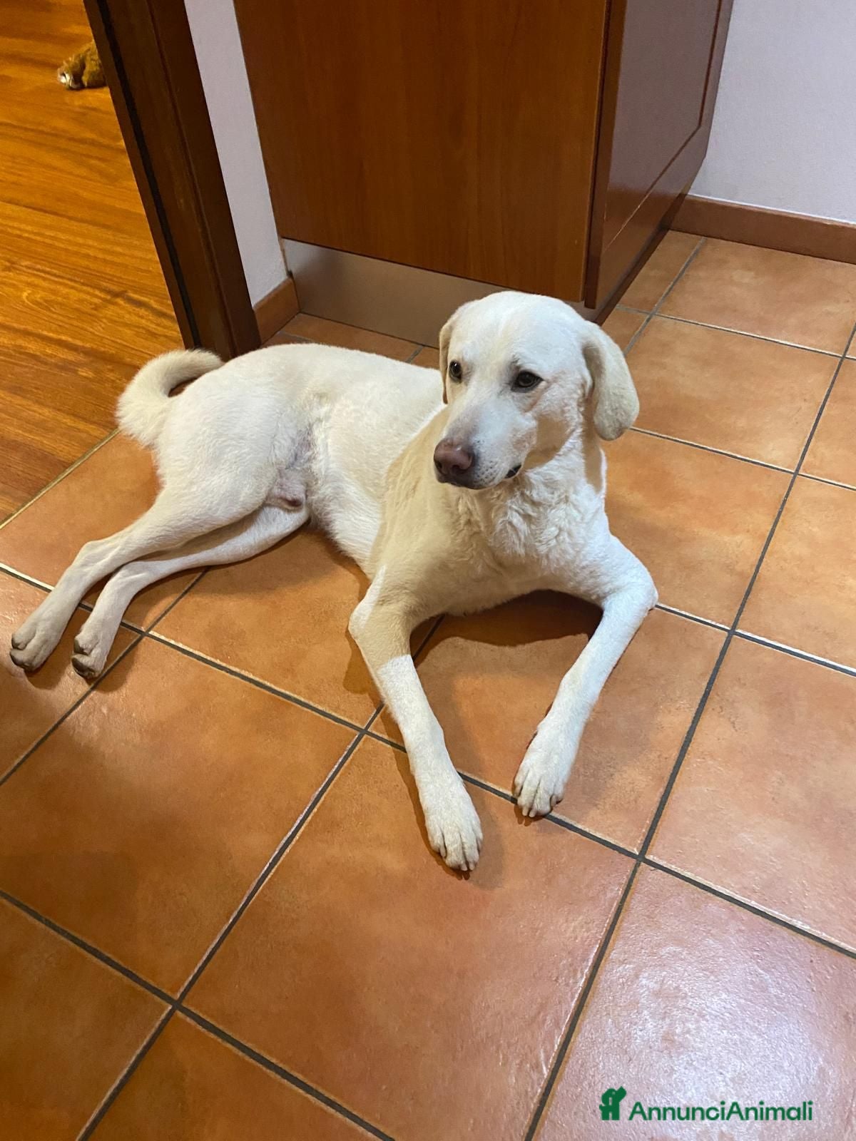 Meticcio cani  cane Meticcio maschio di taglia media a Bergamo - Annuncio 4