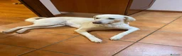 Meticcio cani in regalo:  cane Meticcio maschio di taglia media a Bergamo a Provincia di Bergamo - Annuncio 1