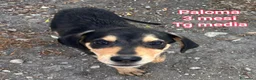 Meticcio cani in regalo: CUCCIOLI: URGENTE, TEMPO SCADUTO  a Provincia di Arezzo - Annuncio 8