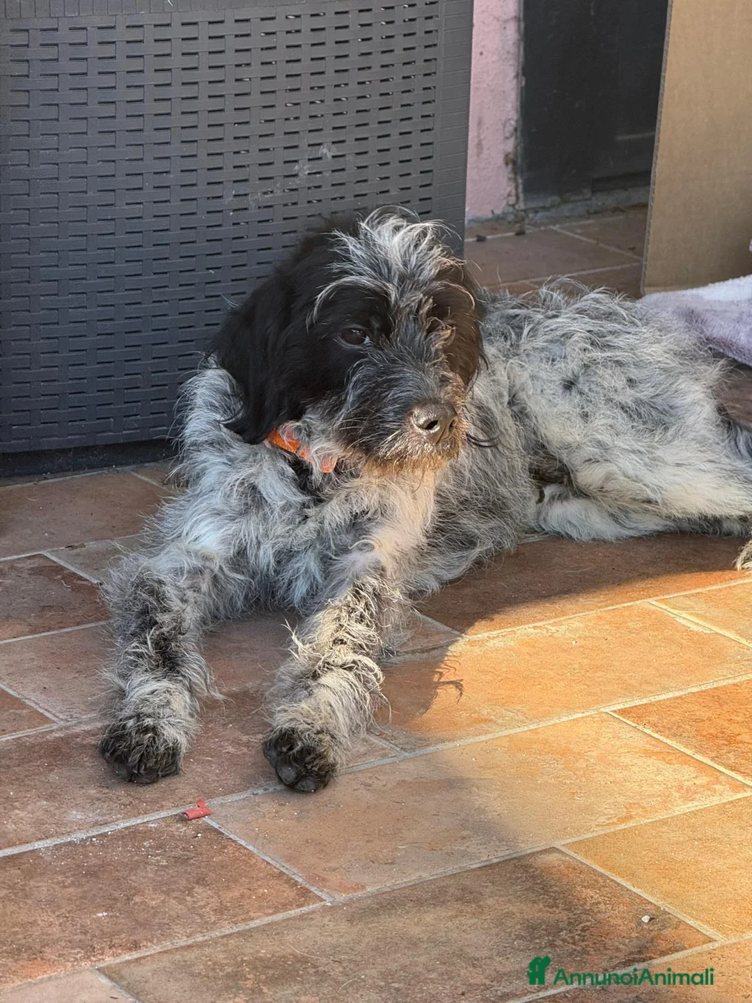 Meticcio cani in regalo: IL DOLCE LIVIO HA BISOGNO DI UNA CASA, IN ADOZIONE - Annuncio 2