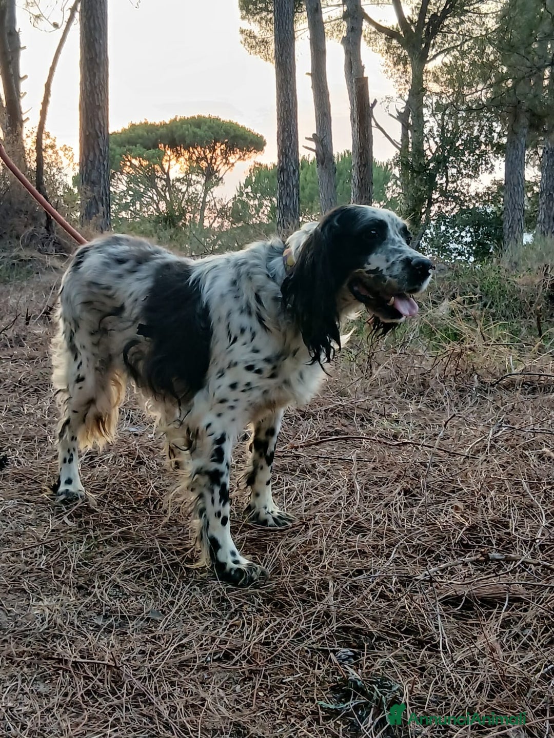 Setter Inglese cani in regalo: Splendido Setter Inglese - JACK - Annuncio 7