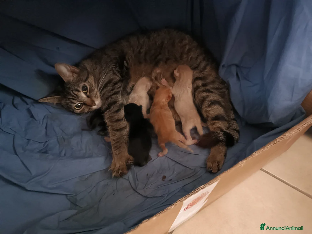 Altre razze gatti in regalo: CUCCIOLI CERCANO CASA E AMORE a Città metropolitana di Reggio Calabria - Annuncio 2