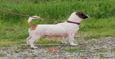 Jack Russell cani - Annuncio 2