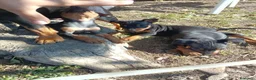 Pinscher Miniatura cani in vendita: Pinscher Nano Femmine - Annuncio 12