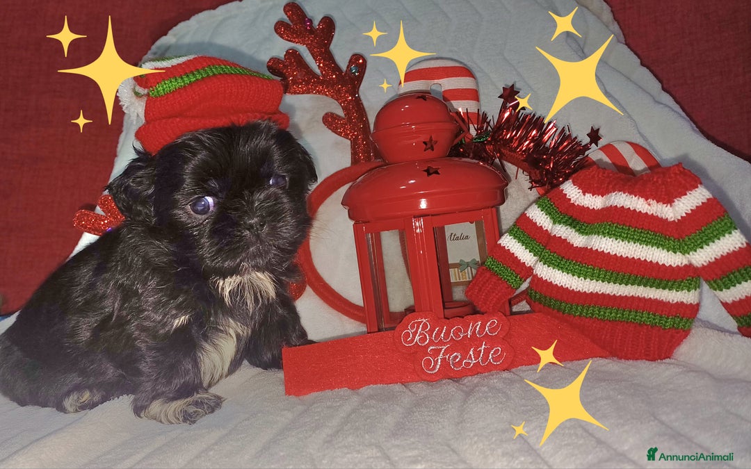 Shih Tzu cani in vendita: Cuccioli shitzu  - Annuncio 6