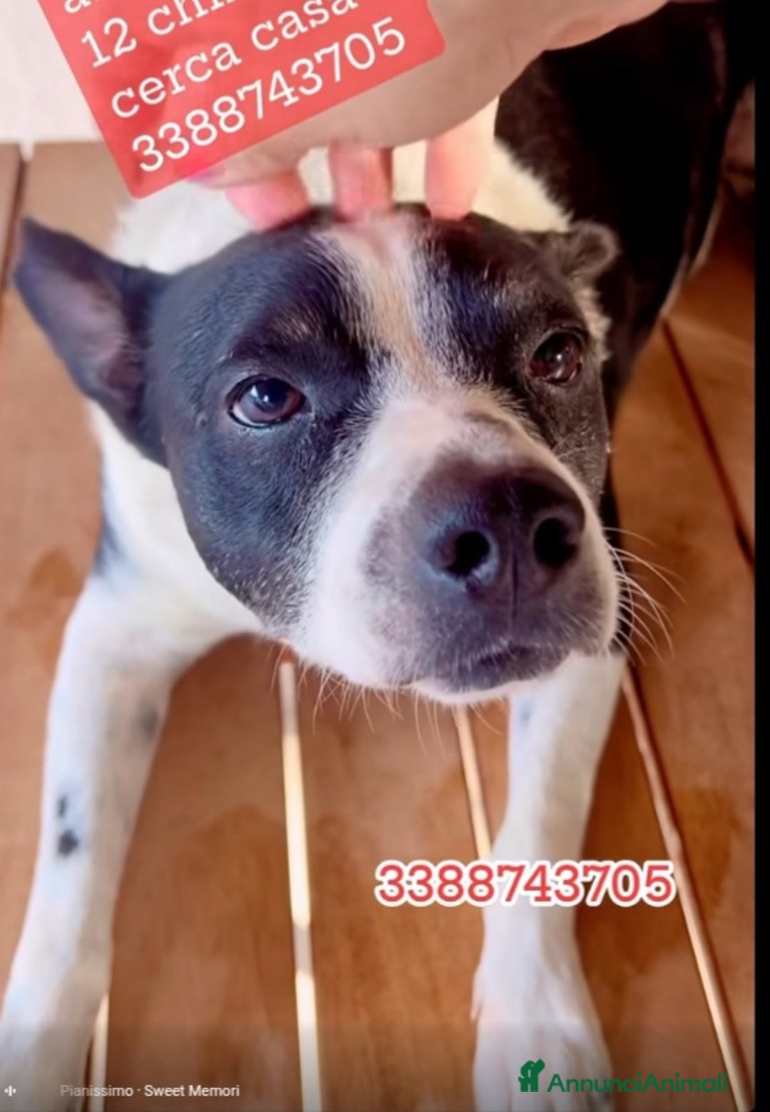 Meticcio cani in regalo: Rocky 4anni kg12 mollato mesi fa.CASERTA HELP a Città metropolitana di Milano - Immagine 5