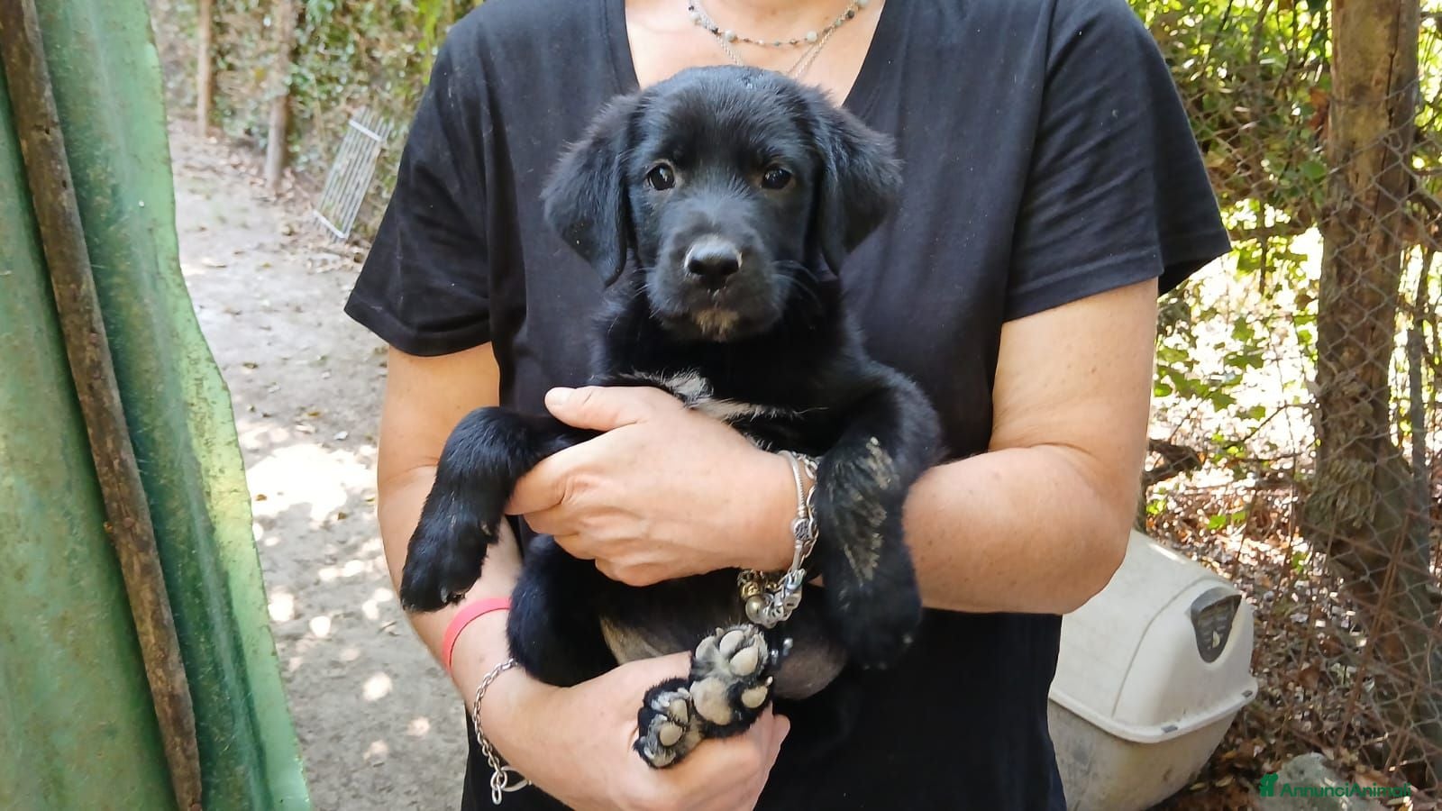 Meticcio cani IL BELLISSIMO MALUK CERCA LA SUA FAMIGLIA - Annuncio 1