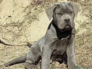 Cane Corso cani Cuccioli di Cane Corso - Annuncio 28