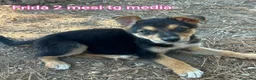 Meticcio cani in regalo: CUCCIOLI ABBANDONATI: EMERGENZA  a Città metropolitana di Milano - Annuncio 13
