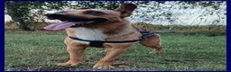 Meticcio cani in regalo: ZAK 9anni tradito da chi amava a Città metropolitana di Milano - Annuncio 4