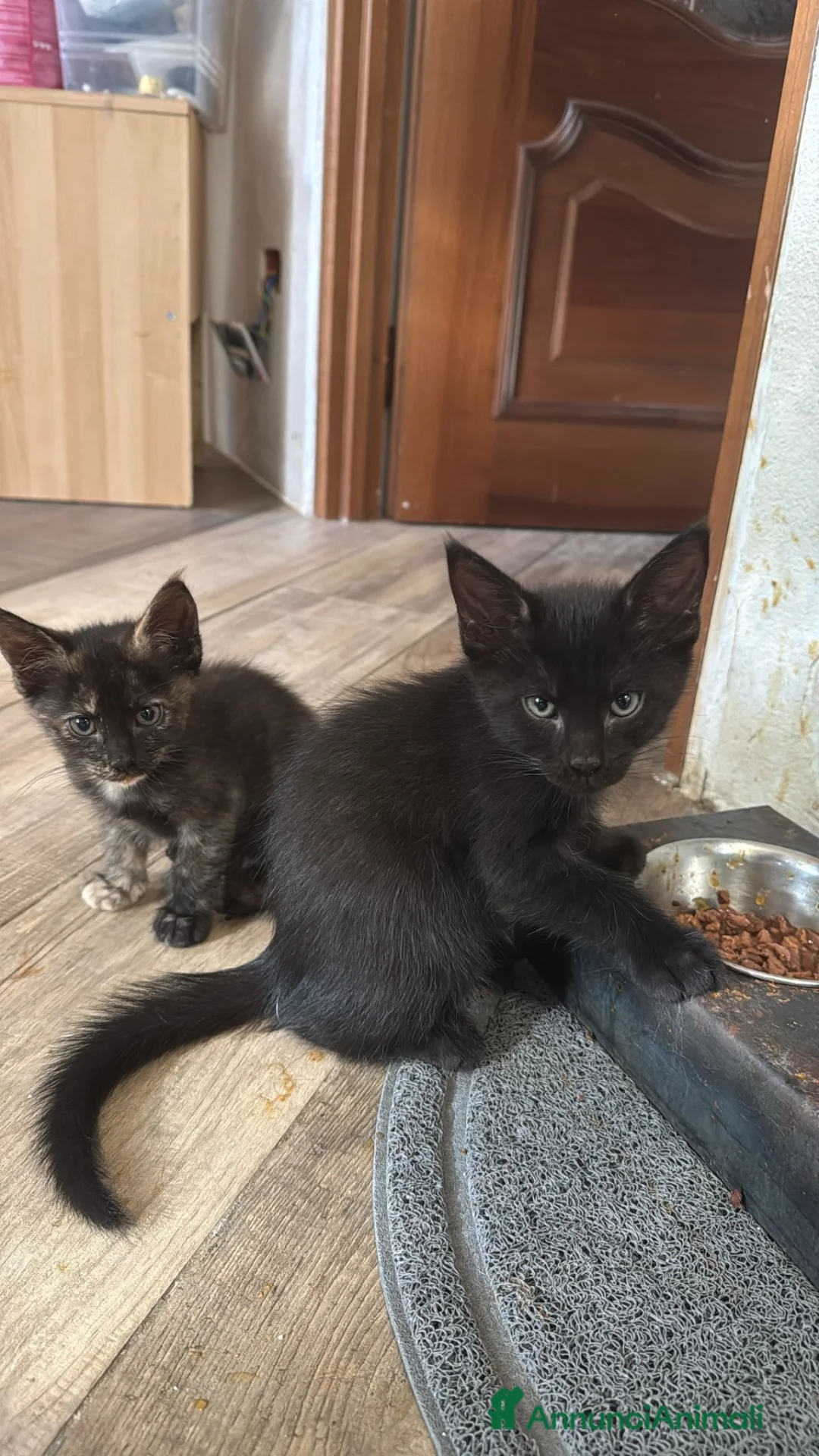Meticcio gatti in vendita: Maschetto nero mix MaineCoon  a Città Metropolitana di Torino - Annuncio 1