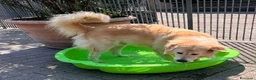 Meticcio cani in regalo: SALOMONE CERCA CASA - Annuncio 3