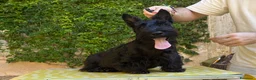 Scottish Terrier cani in vendita: Scottish terrier cuccioli - Annuncio 7