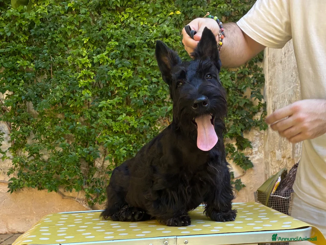 Scottish Terrier cani in vendita: Scottish terrier cuccioli - Annuncio 7