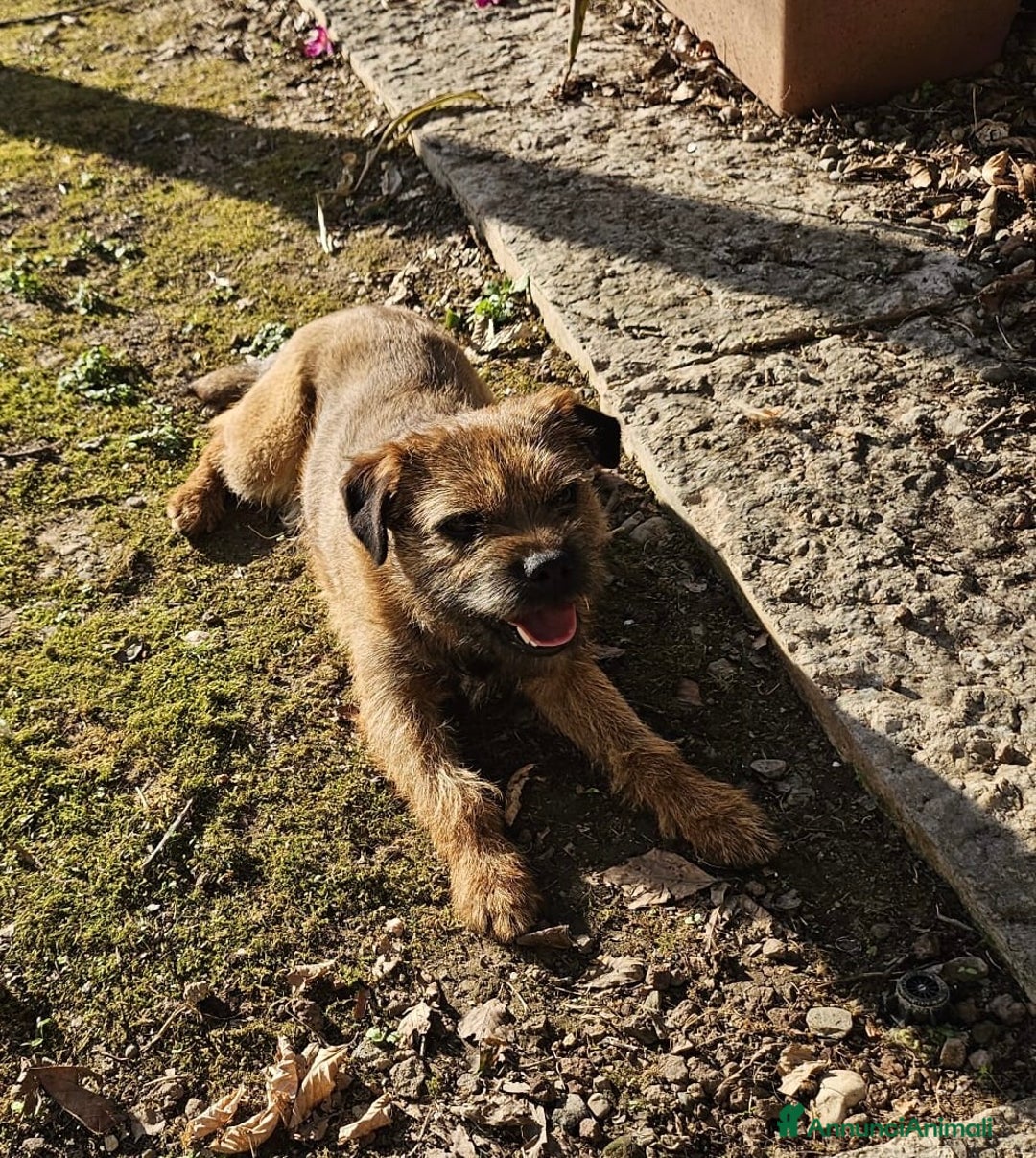 Border Terrier cani per accoppiamento: Border Terrier disponibile per monta - Annuncio 1
