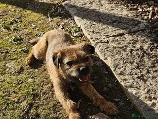 Border Terrier cani Border Terrier disponibile per monta - Annuncio 21