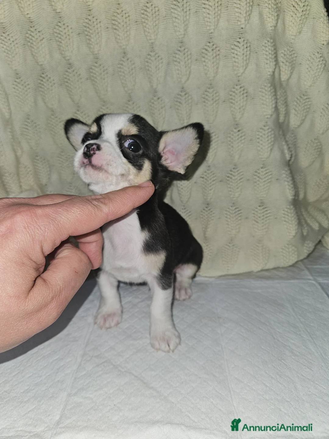 Chihuahua cani in vendita: Chihuahua mini toy - Annuncio 5