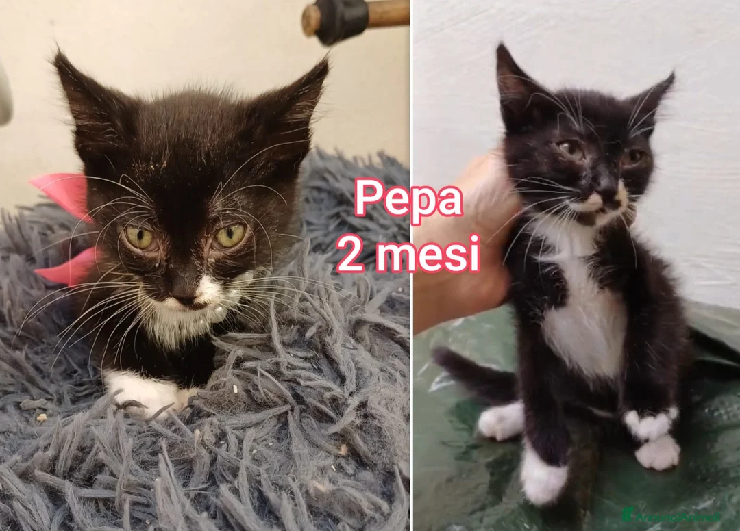 Altre razze gatti in regalo: GATTINI ABBANDONATI: URGENTE  a Città Metropolitana di Torino - Annuncio 1