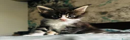 Maine Coon gatti in vendita: Maine Coon con pedigree  - Annuncio 15