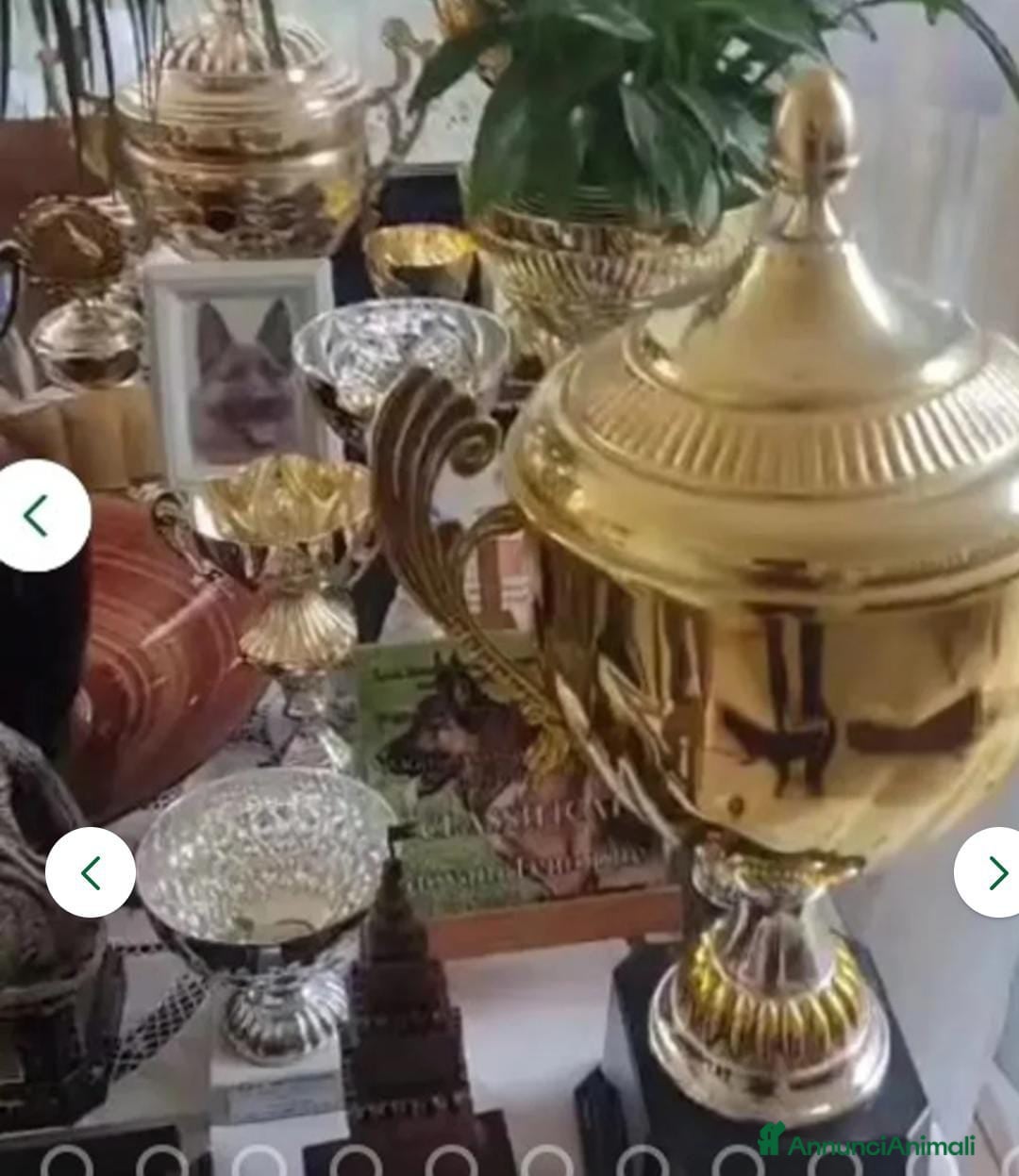 Pastore Tedesco cani in vendita: splendidi cuccioli  - Annuncio 9