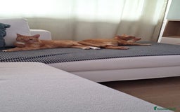 Altre razze gatti in regalo: Coppia di gatti Arancioni - Annuncio 1