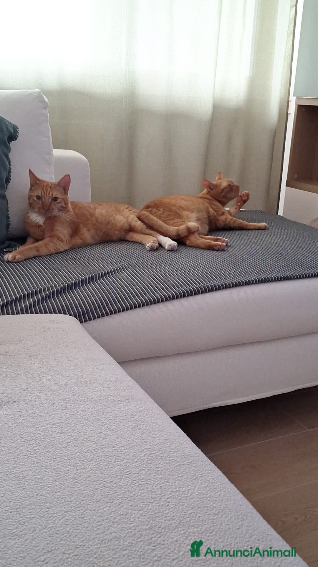 Altre razze gatti in regalo: Coppia di gatti Arancioni - Annuncio 1