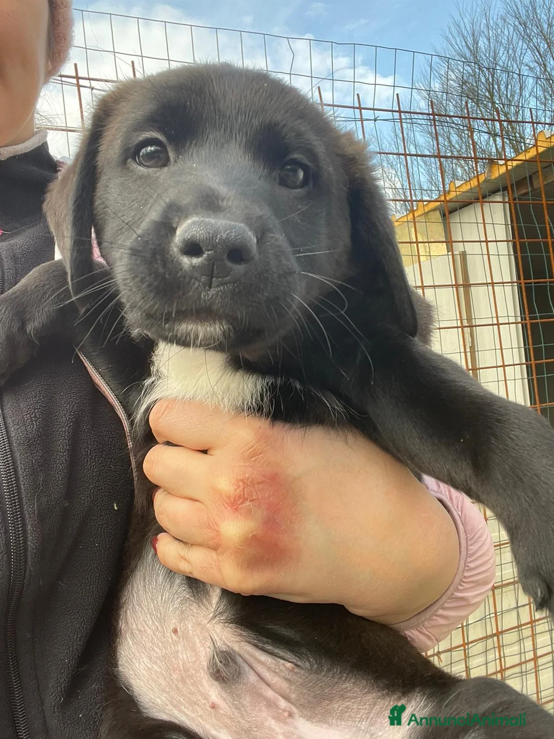 Labrador cani in regalo: ADOTTA QUESTI SPLENDIDI CUCCIOLOTTI - Annuncio 1