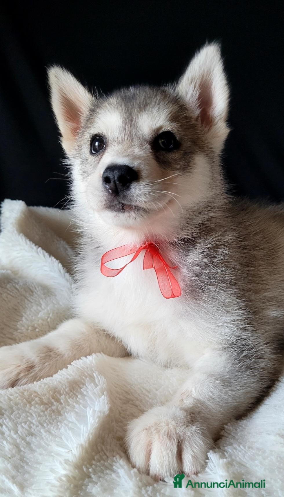 Husky cani SIBERIAN HUSKY CUCCIOLATA CON PEDIGREE  - Annuncio 11