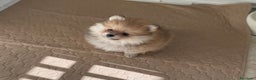 Volpino Pomerania cani in vendita: Spitz nano taglia mignon consegna a domicilio - Annuncio 8