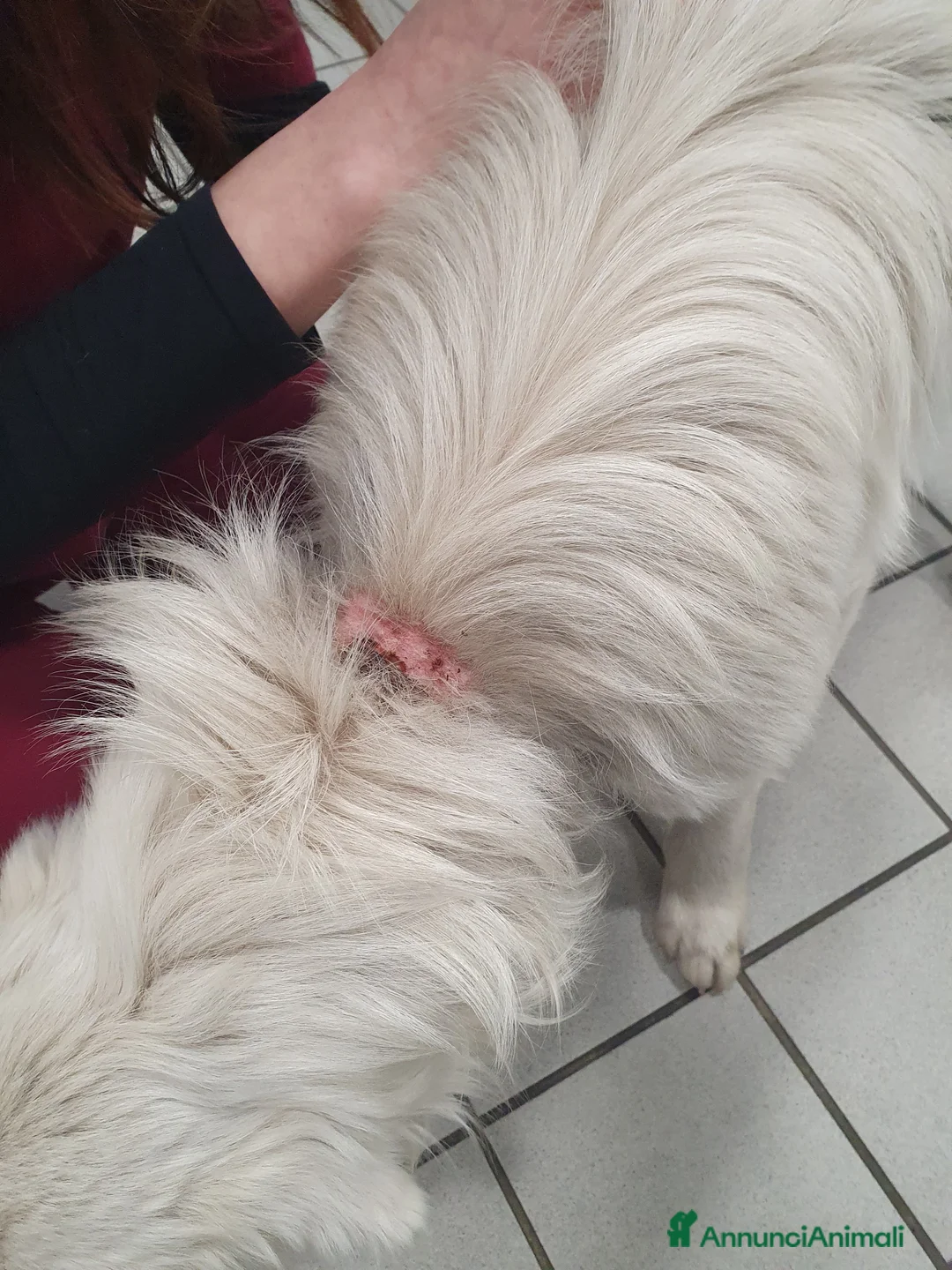 Meticcio cani in regalo: NEVE MIX GOLDEN RETRIEVER ALBINO a Provincia di Avellino - Annuncio 10