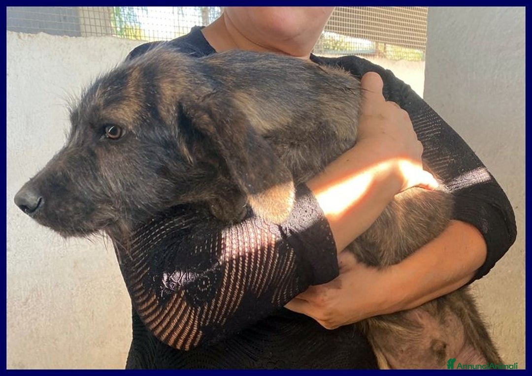 Meticcio cani in regalo: TORONTO 3anni adorabile tigratino - Annuncio 3