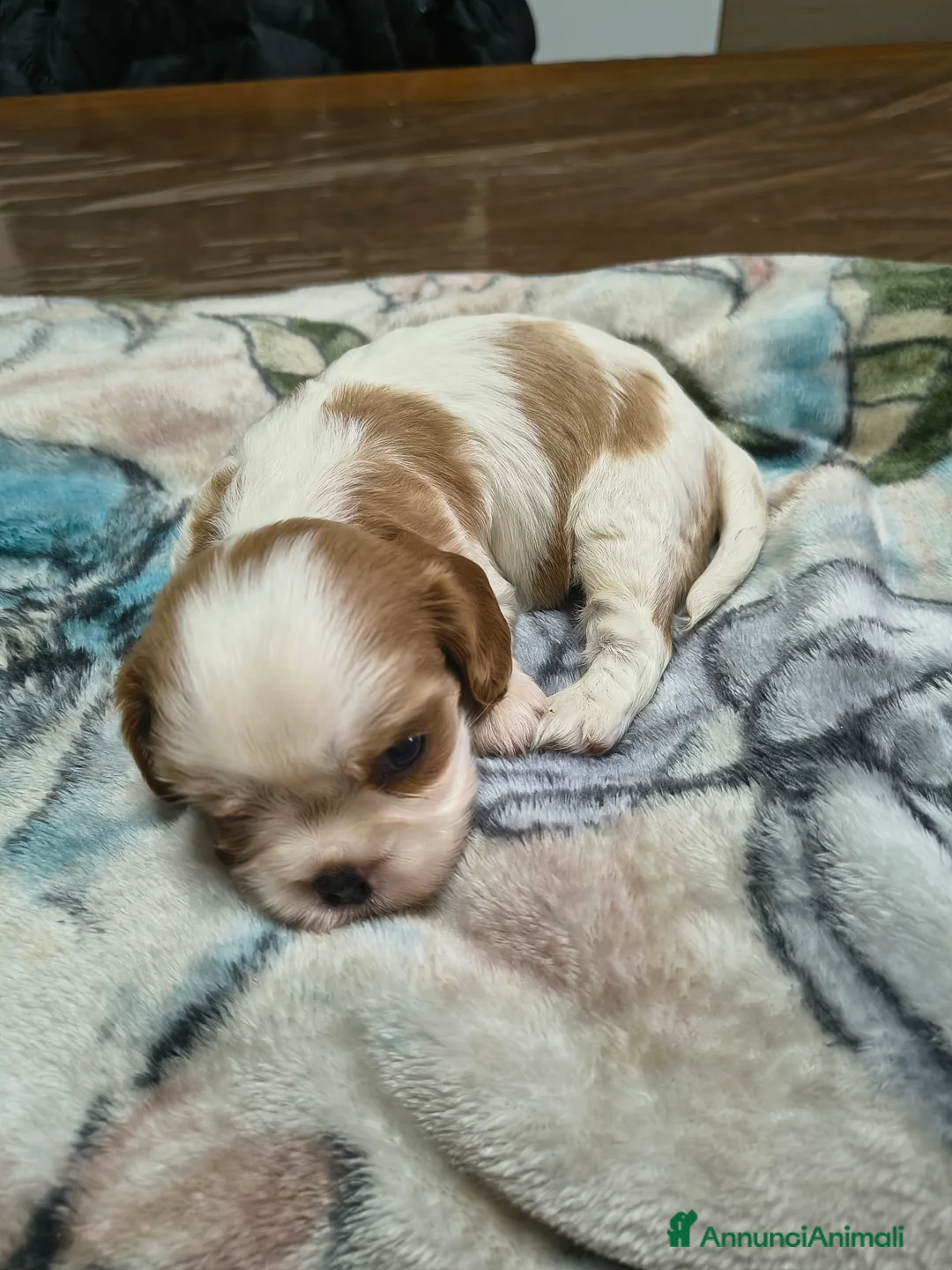 Cavalier King cani in vendita: Cuccioli di cavalier king Charles spaniel  a Provincia di Modena - Annuncio 7