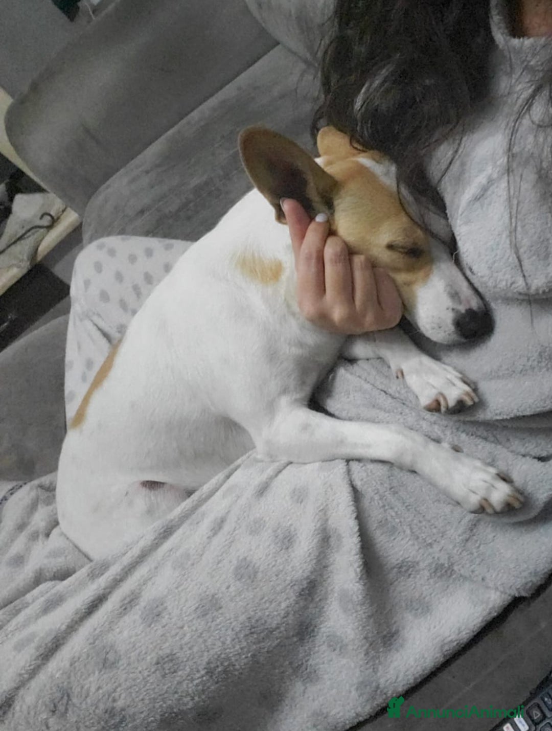 Meticcio cani in regalo: PICCOLA LILLY - Annuncio 3