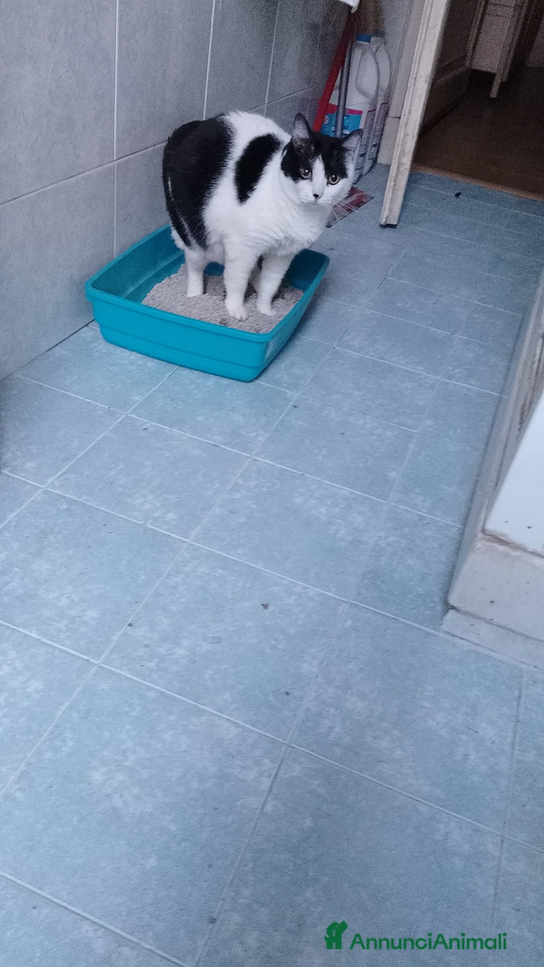 Altre razze gatti in regalo: GATTE  - Annuncio 7