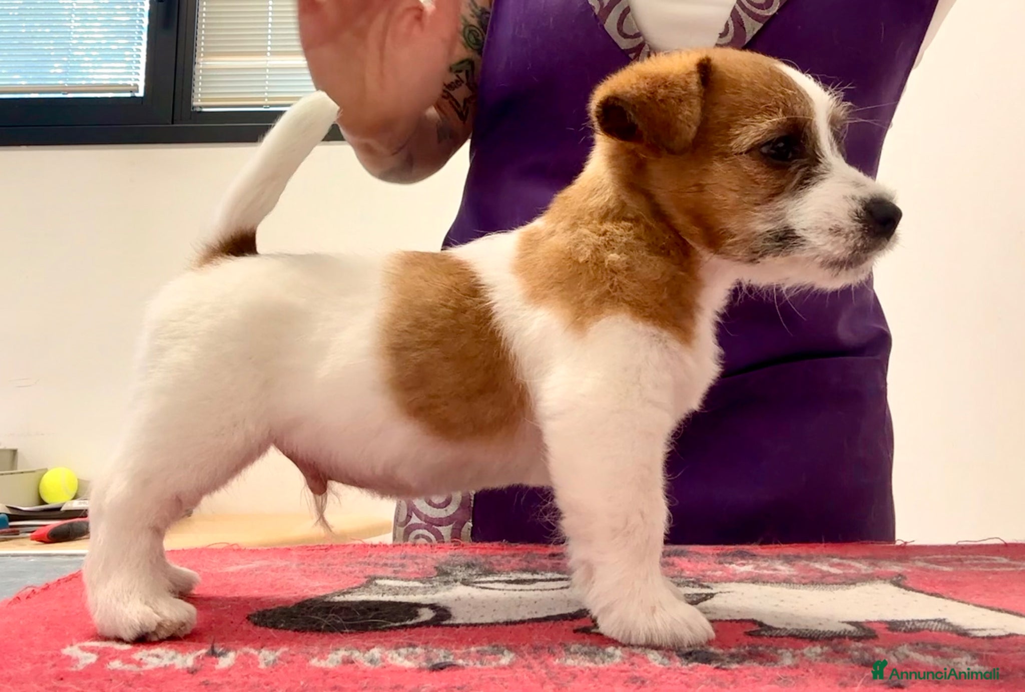 Jack Russell cani Maschio pelo ruvido - Annuncio 6